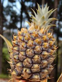 Fotografia da espécie Ananas comosus