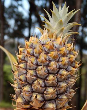 Fotografia 7 da espécie Ananas comosus no Jardim Botânico UTAD