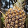 Fotografia 7 da espécie Ananas comosus do Jardim Botânico UTAD