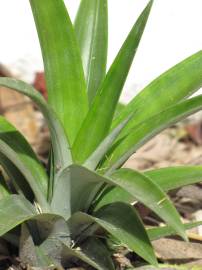 Fotografia da espécie Ananas comosus