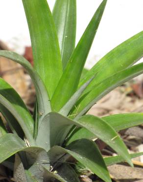 Fotografia 8 da espécie Ananas comosus no Jardim Botânico UTAD
