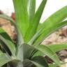 Fotografia 8 da espécie Ananas comosus do Jardim Botânico UTAD