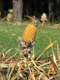 Fotografia da espécie Ananas comosus