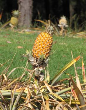 Fotografia 9 da espécie Ananas comosus no Jardim Botânico UTAD