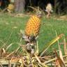 Fotografia 9 da espécie Ananas comosus do Jardim Botânico UTAD