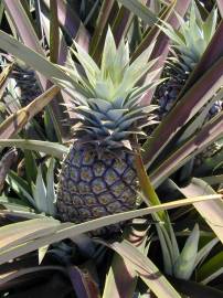 Fotografia da espécie Ananas comosus