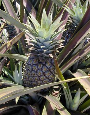Fotografia 10 da espécie Ananas comosus no Jardim Botânico UTAD