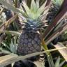 Fotografia 10 da espécie Ananas comosus do Jardim Botânico UTAD