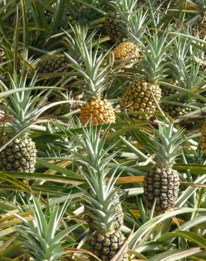 Fotografia 11 da espécie Ananas comosus no Jardim Botânico UTAD