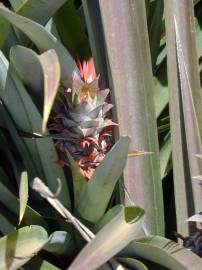 Fotografia da espécie Ananas comosus