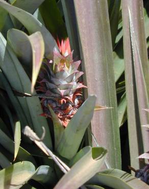 Fotografia 12 da espécie Ananas comosus no Jardim Botânico UTAD