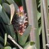 Fotografia 12 da espécie Ananas comosus do Jardim Botânico UTAD