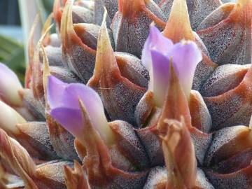 Fotografia da espécie Ananas comosus