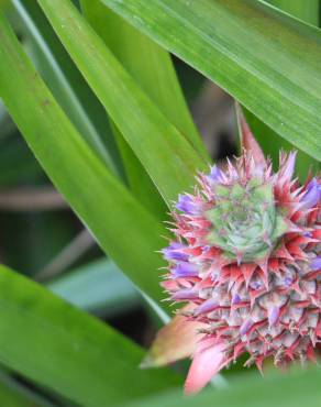 Fotografia 15 da espécie Ananas comosus no Jardim Botânico UTAD
