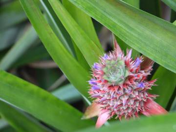 Fotografia da espécie Ananas comosus