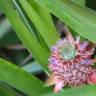 Fotografia 15 da espécie Ananas comosus do Jardim Botânico UTAD