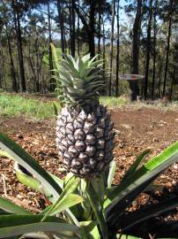 Fotografia da espécie Ananas comosus