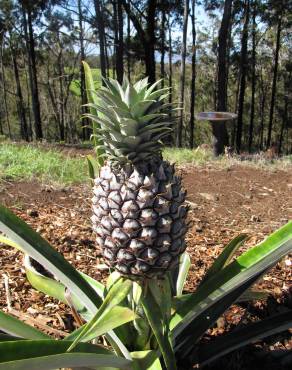 Fotografia 16 da espécie Ananas comosus no Jardim Botânico UTAD