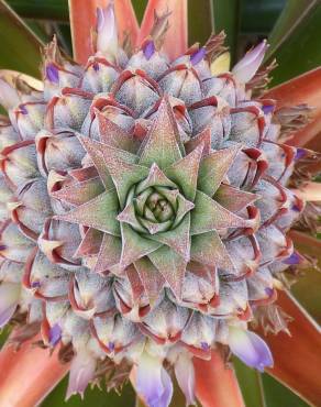 Fotografia 17 da espécie Ananas comosus no Jardim Botânico UTAD