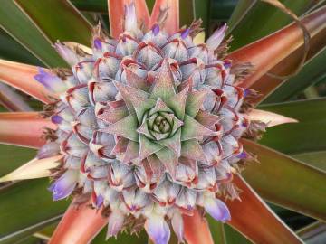 Fotografia da espécie Ananas comosus