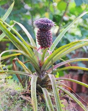 Fotografia 18 da espécie Ananas comosus no Jardim Botânico UTAD