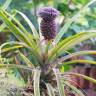Fotografia 18 da espécie Ananas comosus do Jardim Botânico UTAD