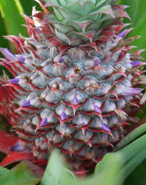 Fotografia 19 da espécie Ananas comosus no Jardim Botânico UTAD