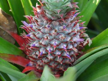 Fotografia da espécie Ananas comosus