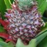 Fotografia 19 da espécie Ananas comosus do Jardim Botânico UTAD