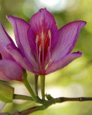 Fotografia da espécie Bauhinia variegata