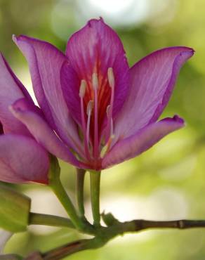 Fotografia 1 da espécie Bauhinia variegata no Jardim Botânico UTAD