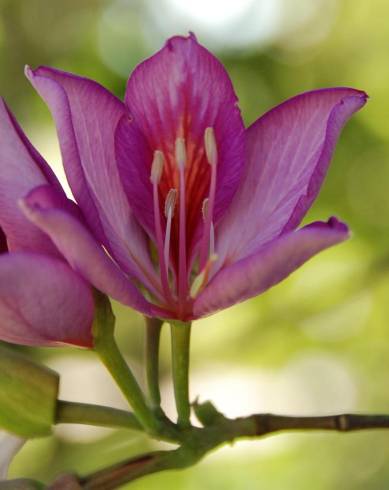 Fotografia de capa Bauhinia variegata - do Jardim Botânico