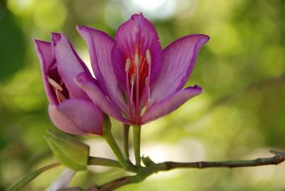 Fotografia da espécie Bauhinia variegata