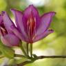 Fotografia 1 da espécie Bauhinia variegata do Jardim Botânico UTAD