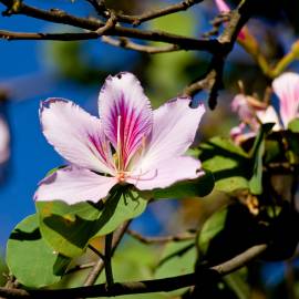 Fotografia da espécie Bauhinia variegata