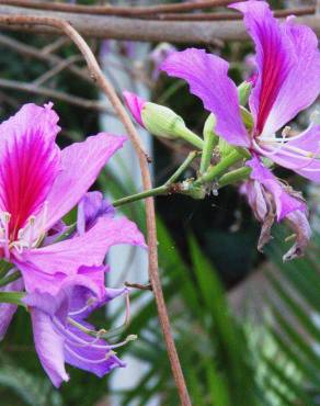 Fotografia 3 da espécie Bauhinia variegata no Jardim Botânico UTAD