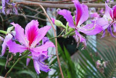 Fotografia da espécie Bauhinia variegata