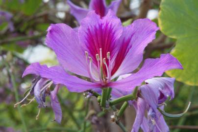 Fotografia da espécie Bauhinia variegata