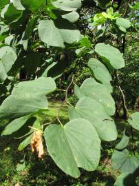 Fotografia da espécie Bauhinia variegata