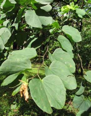 Fotografia 5 da espécie Bauhinia variegata no Jardim Botânico UTAD