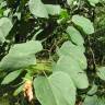 Fotografia 5 da espécie Bauhinia variegata do Jardim Botânico UTAD