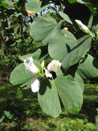 Fotografia da espécie Bauhinia variegata