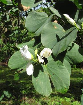 Fotografia 6 da espécie Bauhinia variegata no Jardim Botânico UTAD