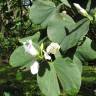 Fotografia 6 da espécie Bauhinia variegata do Jardim Botânico UTAD