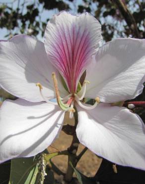 Fotografia 7 da espécie Bauhinia variegata no Jardim Botânico UTAD