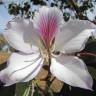 Fotografia 7 da espécie Bauhinia variegata do Jardim Botânico UTAD