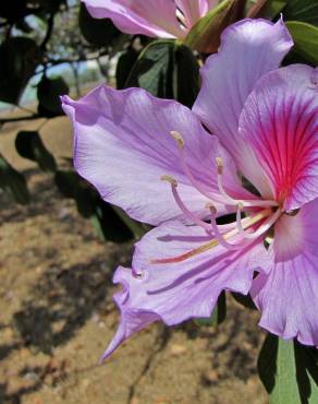 Fotografia 8 da espécie Bauhinia variegata no Jardim Botânico UTAD