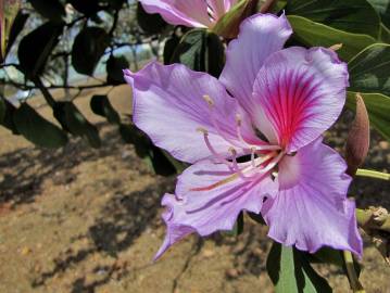 Fotografia da espécie Bauhinia variegata