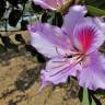 Fotografia 8 da espécie Bauhinia variegata do Jardim Botânico UTAD