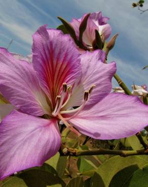 Fotografia 9 da espécie Bauhinia variegata no Jardim Botânico UTAD